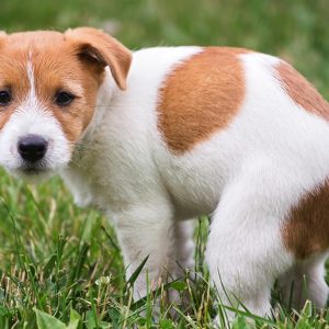Accredited Dog Training Essential Online Video Course – Save 88%! National Deal eUKs.com Special Offers, Deals & Discounts in UK & Ireland
