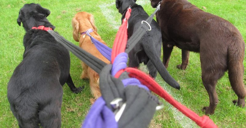 Accredited Online Dog Walking Course – Save 91%! National Deal eUKs.com Special Offers, Deals & Discounts in UK & Ireland 2