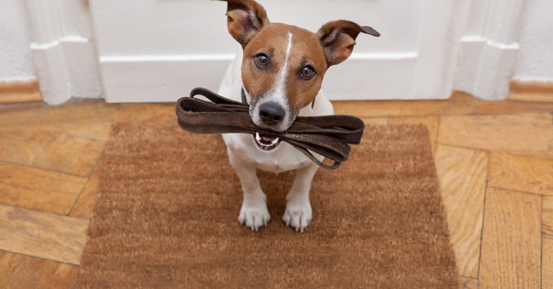 Accredited Online Dog Walking Course – Save 91%! National Deal eUKs.com Special Offers, Deals & Discounts in UK & Ireland 3