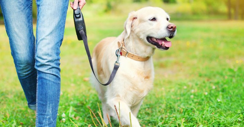 Accredited Online Dog Walking Course – Save 91%! National Deal eUKs.com Special Offers, Deals & Discounts in UK & Ireland