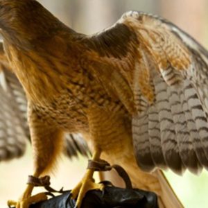 Falconry Show Dublin eUKs.com Special Offers, Deals & Discounts in UK & Ireland