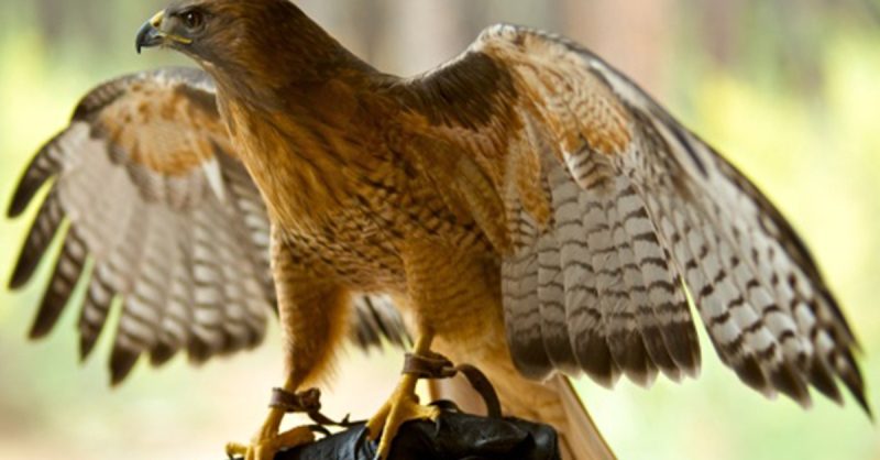 Falconry Show Dublin eUKs.com Special Offers, Deals & Discounts in UK & Ireland