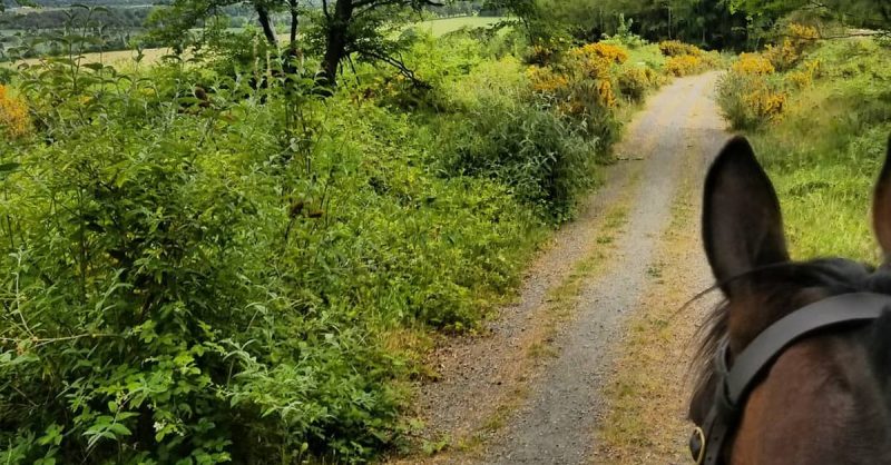 One-Hour Horse Trekking at Wicklow Equitours Dublin eUKs.com Special Offers, Deals & Discounts in UK & Ireland 3