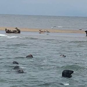 Scroby Sands Seal Watching at RNLI Shop, Norwich, United Kingdom eUKs.com Special Offers, Deals & Discounts in UK & Ireland